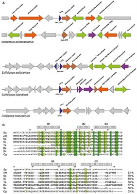 YtrASa, a GntR-Family Transcription Factor, Represses Two Genetic Loci Encoding Membrane Proteins in Sulfolobus acidocaldarius